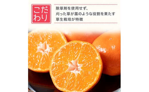 新宮みかん園 完熟早生みかん（S～L）５kg