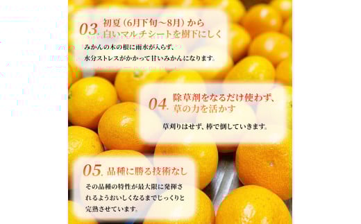 L-9 果樹園みかんの木の完熟みかん ３.５ｋｇ