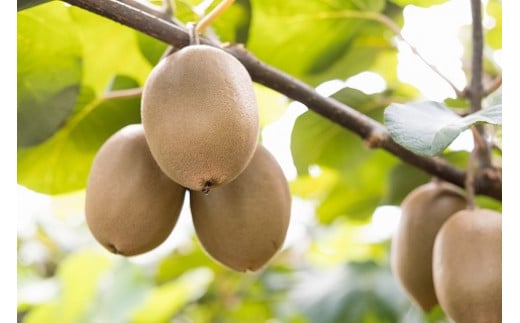 LB-13 栄養満点！東京ゴールド（キウイフルーツ）