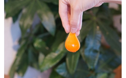 N-249 たまご専門店☆たまご家のカステラ「かすて卵」10個入り