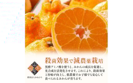 かねひろの黒酢みかん（大玉）10g 2L〜3L 新鮮 黒酢アミノ酸 みかん 蜜柑 ミカン 温州みかん 柑橘 果実 フルーツ 果物 人気 おすすめ 減農薬 大玉 佐賀県 太良町