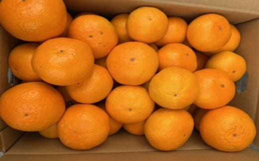 峰農園のゆたたりみかん  10kg 温州 みかん ミカン 蜜柑 温州蜜柑 温州ミカン フルーツ くだもの 果物 ミネラル豊富 国産 産地直送 贈答用 お中元 お歳暮 月の引力が見える町 太良町 ふるさと納税 返礼品 さがみかん 太良みかん 美味しい 多良岳山系の水 有明海の潮風 佐賀県 太良町