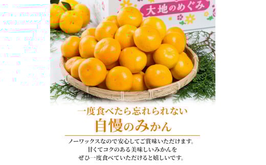 大鋸農園の早穫り甘果坊 １０kg  みかん 蜜柑 太良みかん 温州みかん 果物 フルーツ 甘い 早穫り 柑橘 ノーワックス 果実 くだもの 柑橘類 佐賀県 太良町