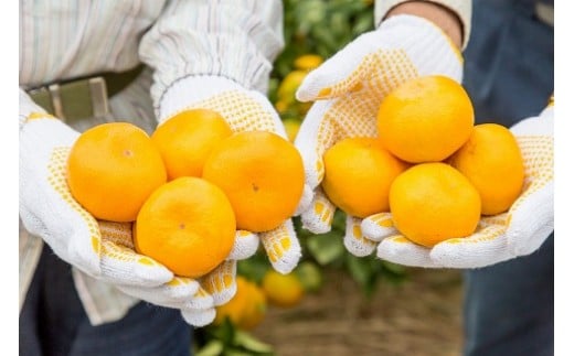 潮風の贈り物（みかん）10㎏【２回定期便】　みかん ミカン 蜜柑 たらみかん 太良みかん 温州みかん 完熟みかん 甘熟 柑橘 国産 佐賀県産 太良町 こだわり 有機栽培 産地直送 贈答品 詰め合わせ 極甘 定期便