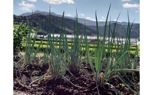 Q-49 【6回定期便】鮮度抜群！肥前の国のお野菜詰め合わせセット（8～10品目）