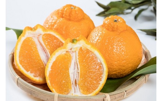 新宮みかん園のお楽しみ定期便　３回コース