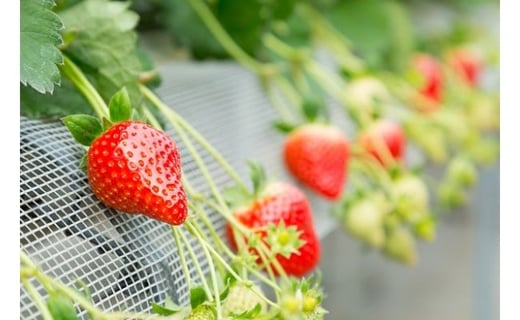 NB22-01 黒酢いちご（ゆめのか）レギュラーパック 260g×4パック （計1040g） 黒酢いちご 黒酢苺 黒酢イチゴ いちご 苺 イチゴ ストロベリー ゆめのか 甘い 美味しい おいしい 太良町 佐賀 冷蔵品