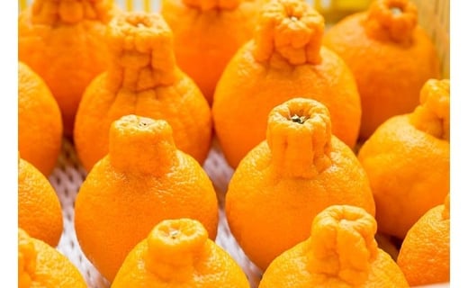 多良岳の恵みで育てたタラデコ（不知火）3kg 【2026年3月上旬～5月下旬発送予定】 太良町 太良みかん みかん王国 不知火 しらぬい ハウスしらぬい デコポン でこぽん ポンカン ぽんかん 椪柑 3kg (5L～L) こだわりの栽培 M70x1