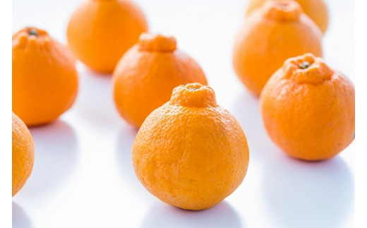 辰見農園の春待ち 「しらぬひ」 5kg 【2026年2月下旬～4月下旬発送予定】 N108x1