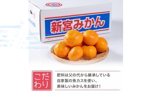 新宮みかん園 はるか 4kg 【2026年2月上旬～6月上旬発送予定】 フルーツ 果物 柑橘 国産 日向夏 新宮みかん園 佐賀県 太良町 L57x1
