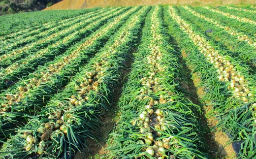 訳あり 佐賀県太良町産牟田農園の春の新玉ねぎ5kg サイズおまかせ