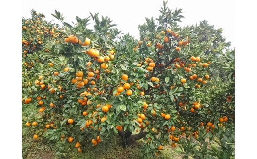 クレメンティンジュース 720ml 2本セット （贈答） 【2026年2月上旬～9月下旬発送予定】 みかん 柑橘 フルーツ ジュース 早津みかん園 佐賀県 太良町 ND13x1-1