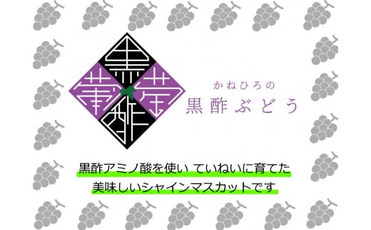 かねひろの「黒酢シャインマスカット（ご家庭用）」　2～3房（約1.2kg） 【2026年9月上旬～9月下旬発送予定】 フルーツ 果物 くだもの ぶどう ブドウ 葡萄 シャイン シャインマスカット 新鮮 マスカット 黒酢シャインマスカット こだわり 国産シャインマスカット 黒酢アミノ酸栽培 ハウス栽培 大粒 中粒 小粒 ご家庭用 佐賀県 太良町 NB26x1
