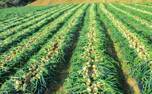 牟田農園の春の新玉ねぎ 5kg （S～L）