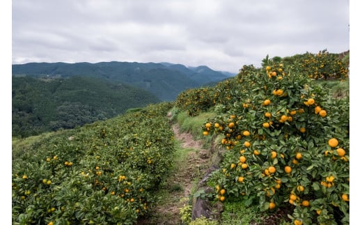 潮風の贈り物 みかん（小玉) ５㎏　みかん ミカン 蜜柑 温州みかん 完熟みかん 甘熟 柑橘 有機栽培 国産 佐賀県産 太良町 こだわり 贈答品 産地直送 詰め合わせ 小玉