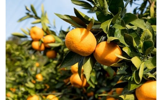 辰見農園の完熟みかん（小玉）５ｋｇ