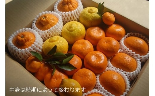 N-23 果樹園みかんの木の旬のカンキツ詰合せ７ｋｇ