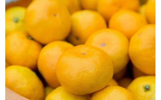 潮風の贈り物 みかん 10kg みかん ミカン 蜜柑 たらみかん 太良みかん 温州みかん 完熟みかん 甘熟 柑橘 有機栽培 国産 佐賀県産 太良町 こだわり 贈答品 産地直送 詰め合わせ 極甘