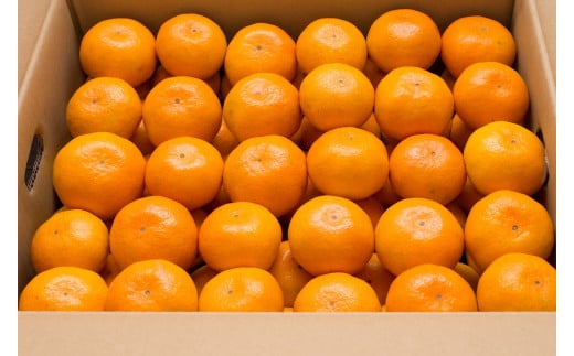 かねひろの黒酢みかん【2023年 第1位ふるさとチョイス みかん 部門】10.3kg 2S～2L 新鮮 黒酢 アミノ酸 みかん 蜜柑 ミカン 温州みかん 10kg 甘い 柑橘 果実 フルーツ オレンジ 人気 おすすめ 贈答 ギフト 正月 実家 産地 九州 佐賀県 太良町