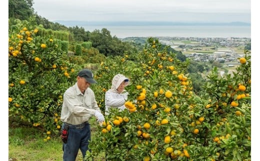 潮風の贈り物（みかん）10㎏【２回定期便】　みかん ミカン 蜜柑 たらみかん 太良みかん 温州みかん 完熟みかん 甘熟 柑橘 国産 佐賀県産 太良町 こだわり 有機栽培 産地直送 贈答品 詰め合わせ 極甘 定期便