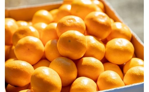 愛情たっぷりたらみかん（小玉）5kg　みかん ミカン 蜜柑 たらみかん 太良みかん 温州みかん 完熟みかん 甘熟 柑橘 国産 佐賀県産 太良町 こだわり 有機栽培 産地直送 贈答品 詰め合わせ 極甘 小玉