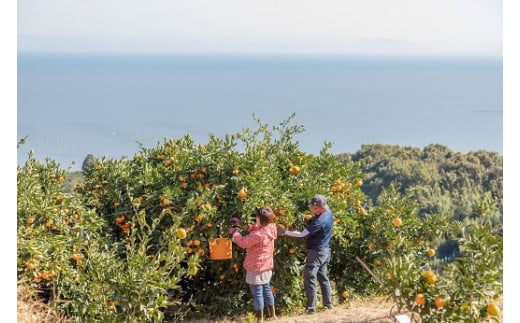 愛情たっぷりたらみかん 5kg 温州 みかん ミカン 蜜柑 温州蜜柑 温州ミカン フルーツ くだもの 果物 ミネラル豊富 太良町 国産 贈答用 お中元 お歳暮