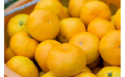 潮風の贈り物 みかん（小玉) ５㎏　みかん ミカン 蜜柑 温州みかん 完熟みかん 甘熟 柑橘 有機栽培 国産 佐賀県産 太良町 こだわり 贈答品 産地直送 詰め合わせ 小玉