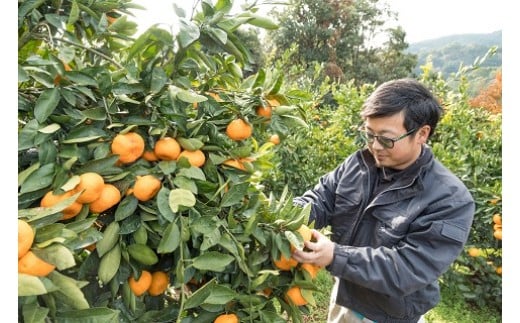 辰見農園の完熟みかん　５ｋｇ　みかん ミカン 蜜柑 温州みかん 完熟みかん 甘熟 柑橘 有機栽培 国産 こだわり ノーワックス 贈答品 産地直送 詰め合わせ 佐賀県産 太良町