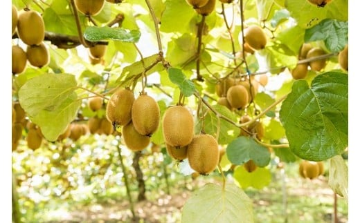 LB-12 体が喜ぶ☆キウイフルーツ