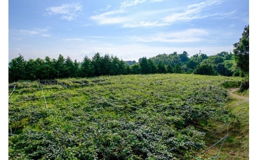 LB-13 栄養満点！東京ゴールド（キウイフルーツ）