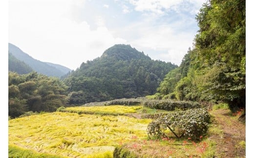 N-215 体が喜ぶ☆キウイフルーツ食べ比べセット