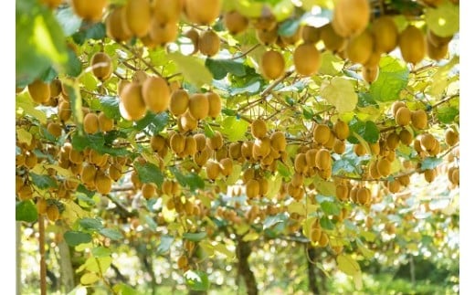 N-58 体が喜ぶ☆大玉・中玉キウイフルーツ