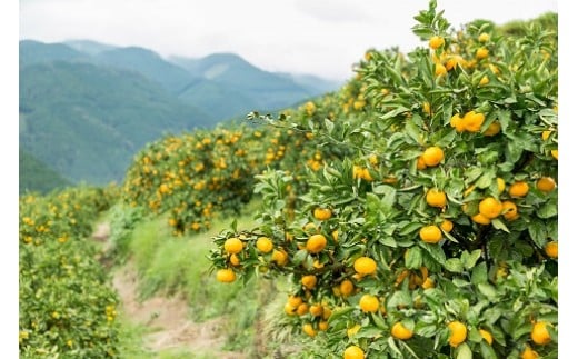 潮風の贈り物（みかん）10㎏【２回定期便】　みかん ミカン 蜜柑 たらみかん 太良みかん 温州みかん 完熟みかん 甘熟 柑橘 国産 佐賀県産 太良町 こだわり 有機栽培 産地直送 贈答品 詰め合わせ 極甘 定期便