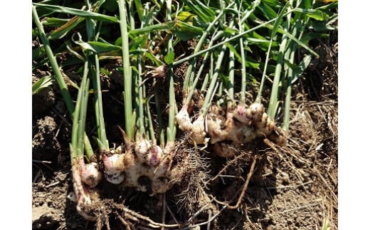 Q-49 【6回定期便】鮮度抜群！肥前の国のお野菜詰め合わせセット（8～10品目）