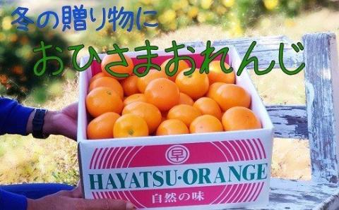 おひさまおれんじ7kg おひさまおれんじ 7kg 希少 温州みかん 早生 温州 みかん ミカン 蜜柑 温州蜜柑 温州ミカン フルーツ くだもの 果物 ミネラル豊富 太良町 国産 人気 おすすめ 早津みかん園 ギフト 盛田温州 濃厚 ジューシー 甘い