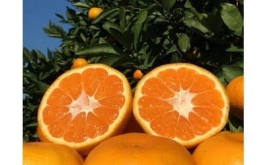 山本農園の大玉みかん 4.5kg 温州みかん 早生 温州 みかん ミカン 蜜柑 温州蜜柑 温州ミカン フルーツ くだもの 果物 ミネラル豊富 太良町 国産 贈答用