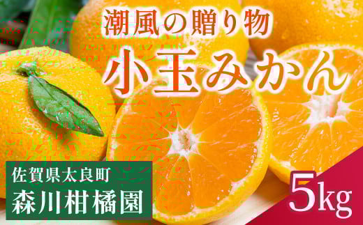 潮風の贈り物 みかん（小玉) ５㎏　みかん ミカン 蜜柑 温州みかん 完熟みかん 甘熟 柑橘 有機栽培 国産 佐賀県産 太良町 こだわり 贈答品 産地直送 詰め合わせ 小玉