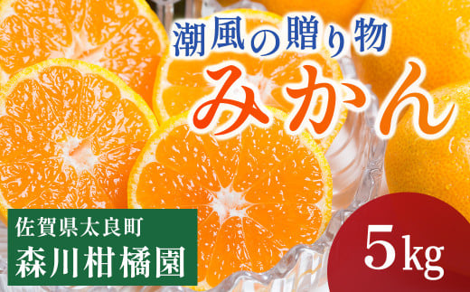 潮風の贈り物　みかん ５kg　みかん ミカン 蜜柑 たらみかん 太良みかん 温州みかん 完熟みかん 甘熟 柑橘 国産 佐賀県産 太良町 こだわり 有機栽培 産地直送 贈答品 詰め合わせ 極甘