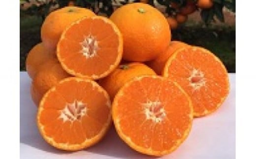 山本農園の紅みかん ３kg　みかん ミカン 蜜柑 たらみかん 太良みかん 温州みかん 紅みかん 完熟みかん 甘熟 柑橘 国産 佐賀県産 太良町 こだわり 有機栽培 産地直送 贈答品 詰め合わせ 極甘