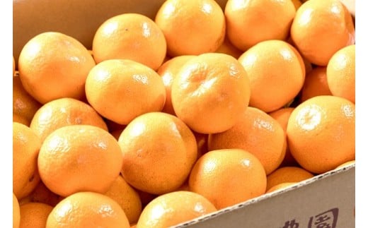 辰見農園の完熟みかん（小玉）５ｋｇ