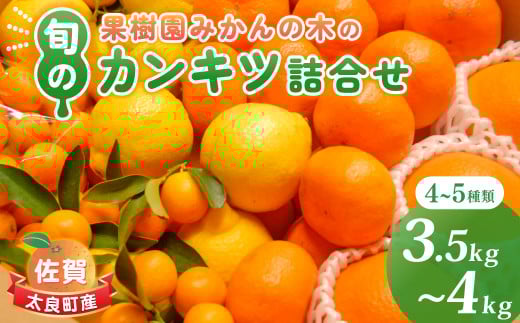 M103 果樹園みかんの木の旬のカンキツ詰合せ 約4kg 【2026年4月下旬まで順次発送予定】 4～5種類 みかん 詰め合わせ 柑橘類 柑橘 いよかん ポンカン みかん フルーツ くだもの 果物 佐賀県 太良町