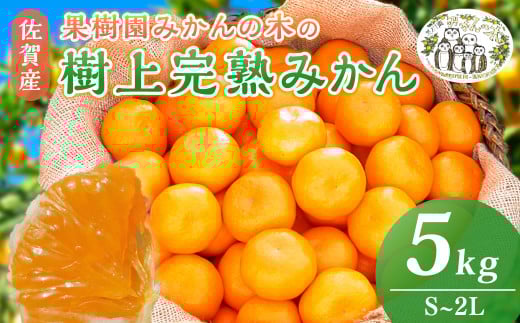 N-22 果樹園みかんの木の樹上甘熟みかん ５ｋｇ