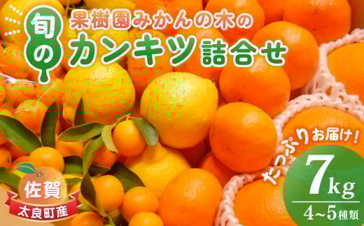 N-23 果樹園みかんの木の旬のカンキツ詰合せ７ｋｇ