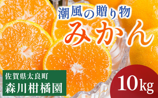 潮風の贈り物 みかん 10kg みかん ミカン 蜜柑 たらみかん 太良みかん 温州みかん 完熟みかん 甘熟 柑橘 有機栽培 国産 佐賀県産 太良町 こだわり 贈答品 産地直送 詰め合わせ 極甘