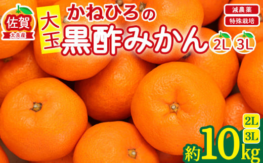 かねひろの黒酢みかん（大玉）10g 2L〜3L 新鮮 黒酢アミノ酸 みかん 蜜柑 ミカン 温州みかん 柑橘 果実 フルーツ 果物 人気 おすすめ 減農薬 大玉 佐賀県 太良町