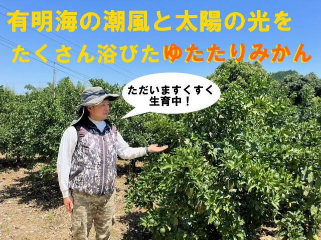 峰農園のゆたたりみかん１０㎏