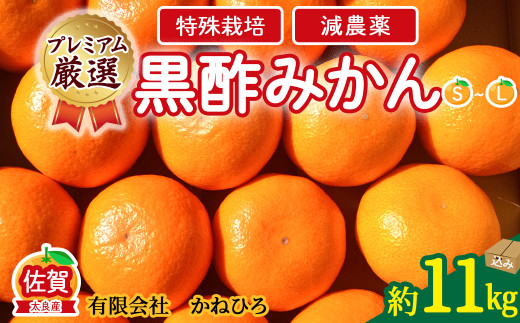 かねひろの黒酢みかん【プレミアム】11kg 新鮮 黒酢アミノ酸 みかん 蜜柑 ミカン 柑橘 温州みかん 黒酢みかん 果実 Sサイズ Mサイズ 10㎏ フルーツ 果物 人気 おすすめ 減農薬 特殊栽培 佐賀県 太良町