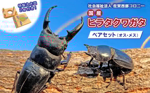 国産ヒラタクワガタ　ペア　特製えさ皿2個付き