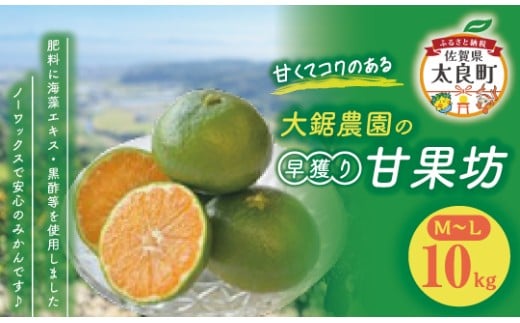大鋸農園の早穫り甘果坊 １０kg  みかん 蜜柑 太良みかん 温州みかん 果物 フルーツ 甘い 早穫り 柑橘 ノーワックス 果実 くだもの 柑橘類 佐賀県 太良町