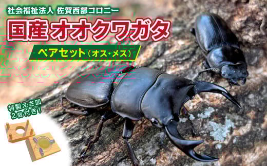 国産オオクワガタ　ペア　特製えさ皿２個付き